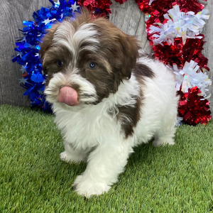 Havanese Puppy Skip