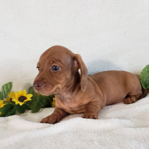 Dachshund Puppy Paisley