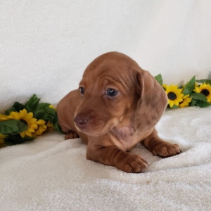 Dachshund Puppy Paisley