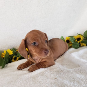 Dachshund Puppy Paisley