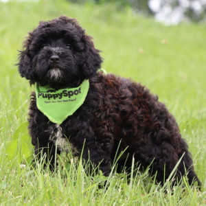 Bernedoodle Puppy Muffin