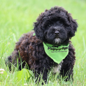 Bernedoodle Puppy Muffin