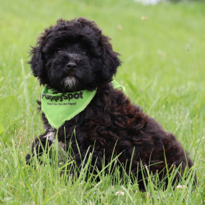 Bernedoodle Puppy Muffin