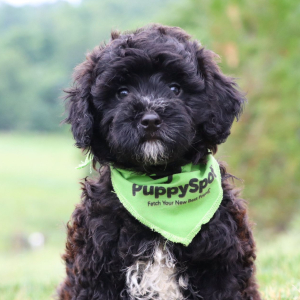 Bernedoodle Puppy Muffin