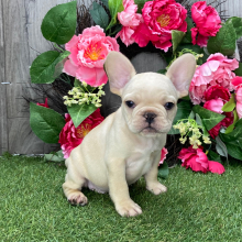 French Bulldog Puppy Peter