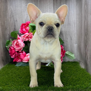 French Bulldog Puppy Peter