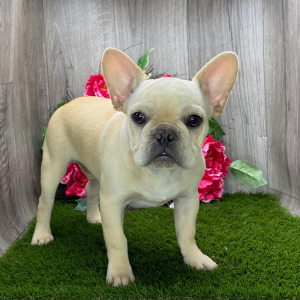 French Bulldog Puppy Peter