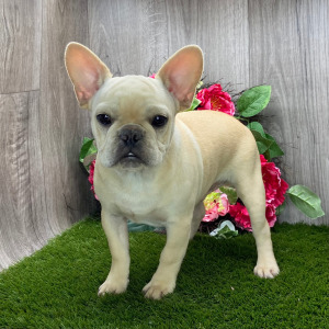 French Bulldog Puppy Peter