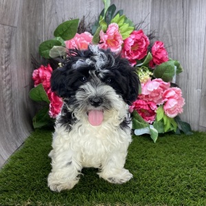 Havanese Puppy Leo