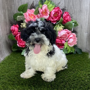 Havanese Puppy Leo