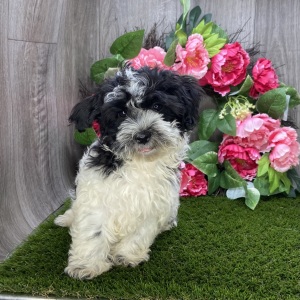 Havanese Puppy Leo