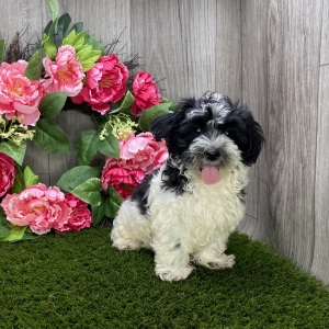Havanese Puppy Leo