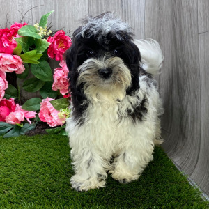 Havanese Puppy Leo