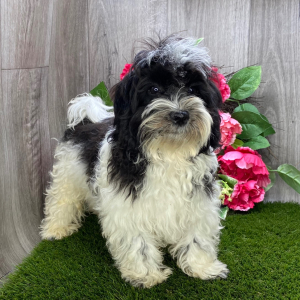 Havanese Puppy Leo