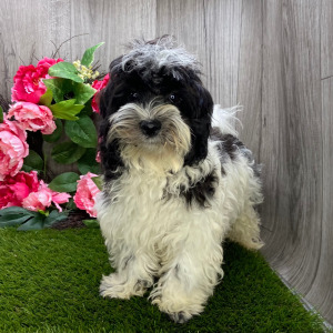 Havanese Puppy Leo