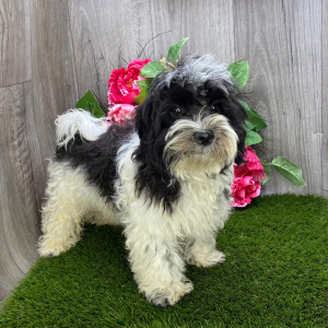 Havanese Puppy Leo