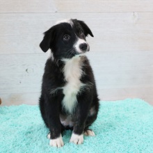 Australian Shepherd Puppy Raven