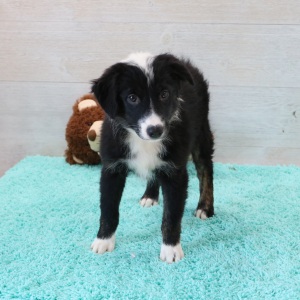 Australian Shepherd Puppy Raven