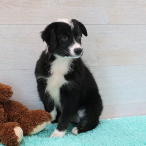 Australian Shepherd Puppy Raven