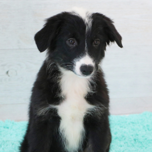 Australian Shepherd Puppy Raven