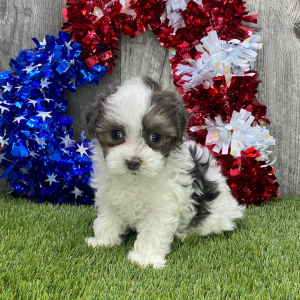 Maltipoo Puppy Jenna