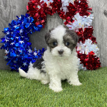 Maltipoo Puppy Jenna