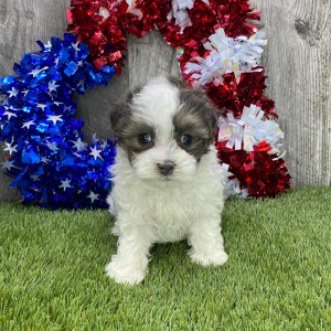 Maltipoo Puppy Jenna