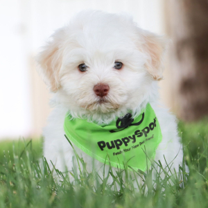 Havanese Puppy Antonn