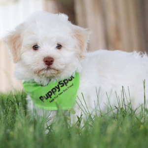 Havanese Puppy Antonn