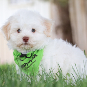 Havanese Puppy Antonn