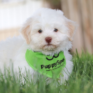 Havanese Puppy Antonn