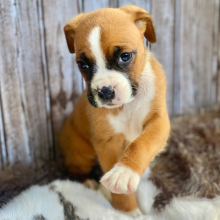 Boxer Puppy Nova