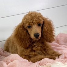 Poodle Puppy Elsa