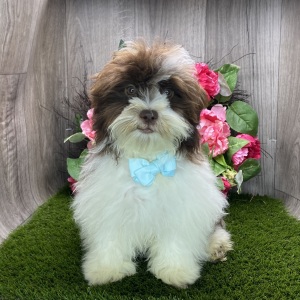 Havanese Puppy Easton