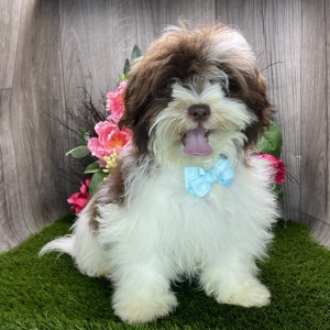 Havanese Puppy Easton