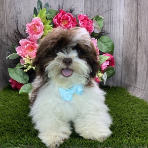Havanese Puppy Easton