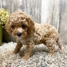 Cockapoo Puppy Janey