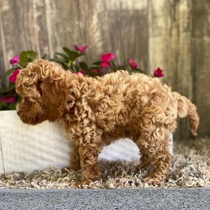 Cockapoo Puppy Janey