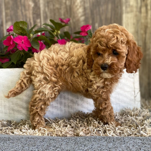 Cockapoo Puppy Janey