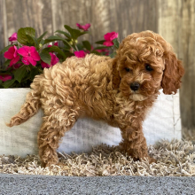 Cockapoo Puppy Janey