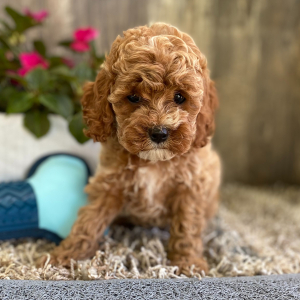 Cockapoo Puppy Janey