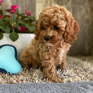 Cockapoo Puppy Janey