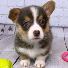 Pembroke Welsh Corgi Puppy Elena