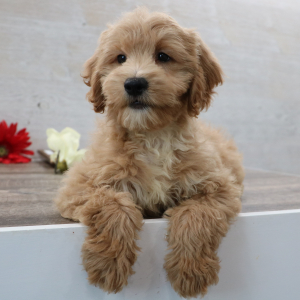 Petite Groodle Puppy Jack