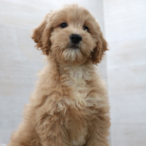Petite Groodle Puppy Jack