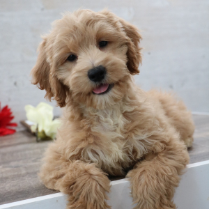 Petite Groodle Puppy Jack