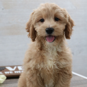 Petite Groodle Puppy Jack