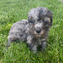 Poodle Puppy Samantha