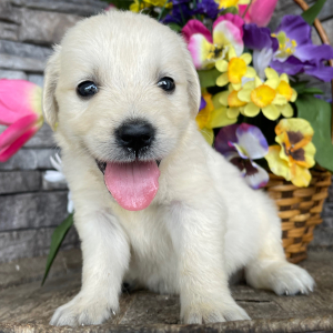 Golden Retriever Puppy Leo
