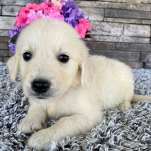 Golden Retriever Puppy Leo